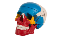 A cor vermelha azul pintou o crânio anatômico plástico para o treinamento da Faculdade de Medicina