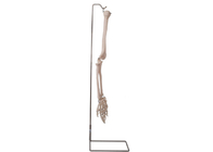 Modelo humano 3D do osso de braço da anatomia do ISO 9001 para o ensino anatômico