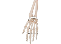 Modelo humano material 3D do osso de mão do PVC para o treinamento médico
