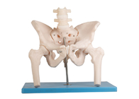Modelo humano femoral With Stand da anatomia da espinha lombar