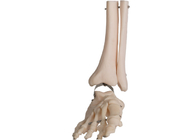 Do pé humano da anatomia do PVC do ISO modelo anatômico Fibula Wire Line