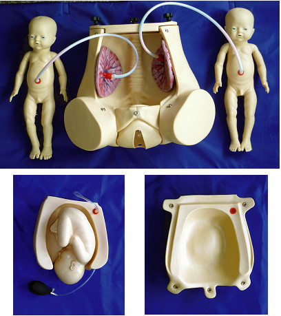 Simulador do parto natural com placenta do feto para a demonstração das habilidades da obstetrícia