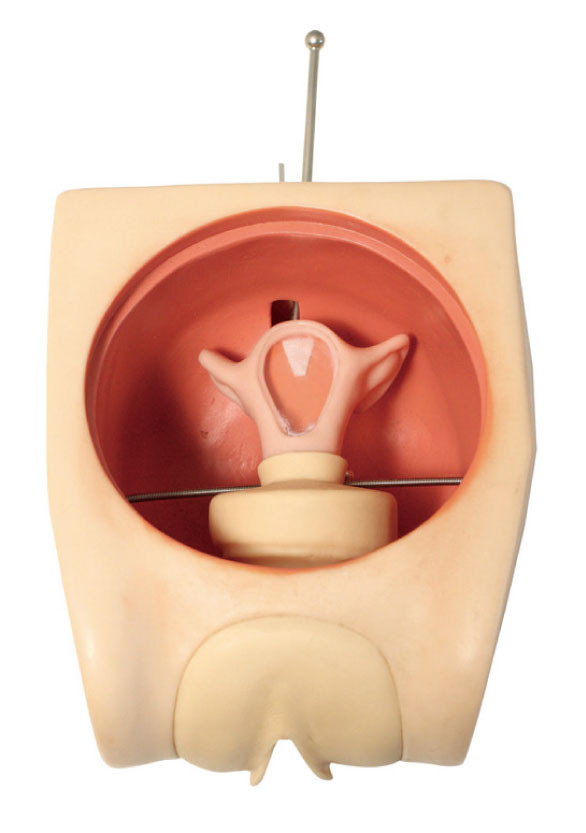 Modelo de treinamento fêmea da habilidade da contracepção do simulador ginecológica anatômico exato do útero