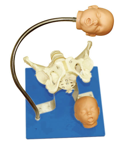 A pelve ginecológica do simulador da aprovação do CE com feto dirige para a ferramenta da educação