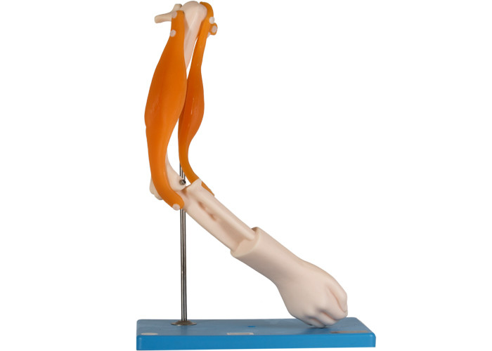 Modelo anatômico For School Training da junção de cotovelo dos músculos funcionais