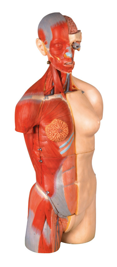 32 porções dual orangotangos internos humanos do modelo 85cm da anatomia do torso do sexo com aberto para trás