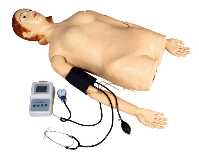 Metade fêmea - simulador da palpação do corpo com medida da pressão sanguínea para a escola, hospital