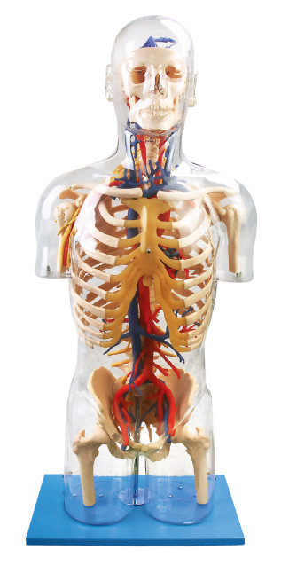 Boneca neural do modelo humano visível interno da anatomia dos orangotangos e vascular principal da educação