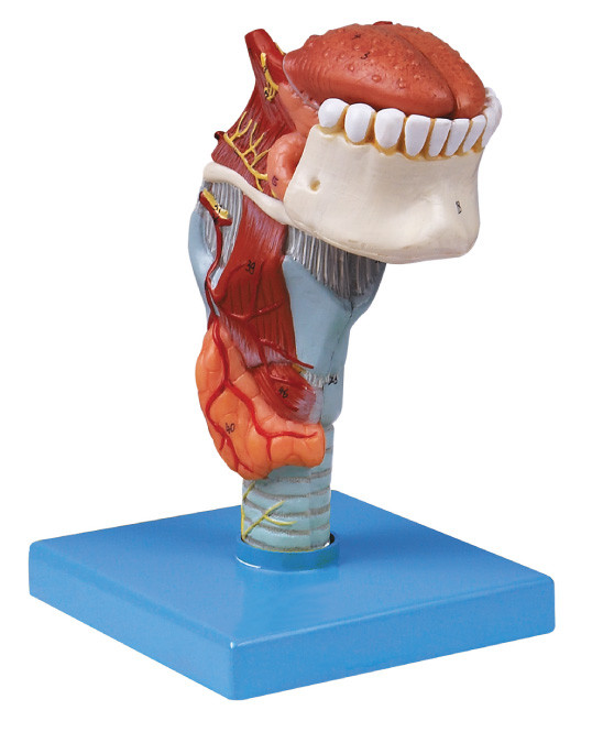 Laringe humana do modelo da anatomia do manufactory do ISo com toungue, modelo do ser humano dos dentes