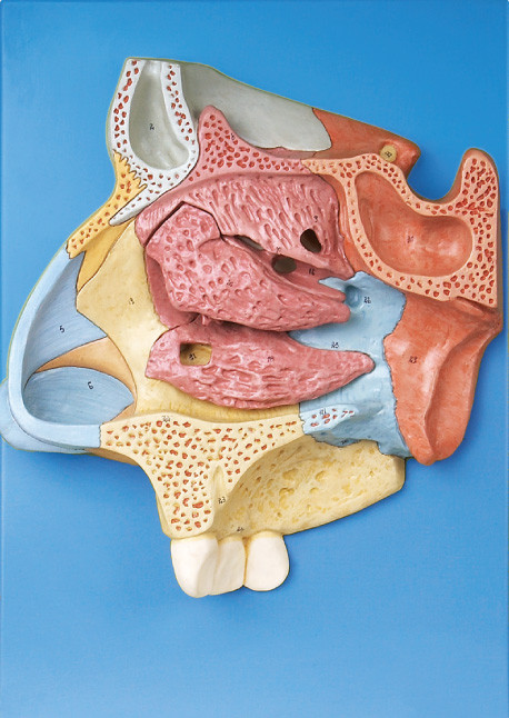 O modelo humano aprovado CE da anatomia da qualidade ampliou a cavidade nasal com stander