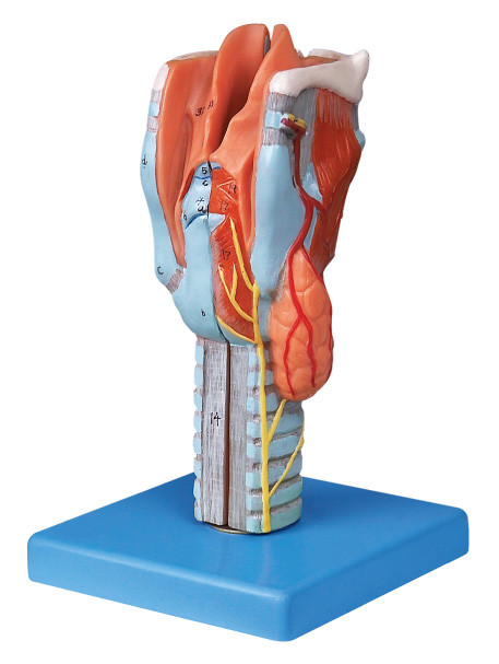 Vida - modelo humano seccionado tamanho da anatomia da laringe para o treinamento do colega