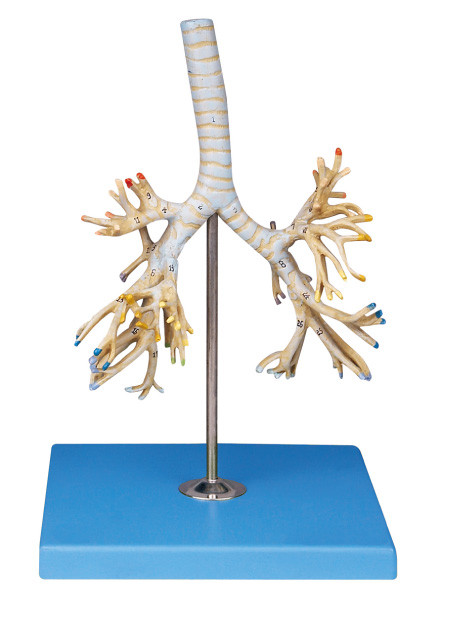 As posições brônquicas da árvore 50 do modelo humano avançado da anatomia do PVC dispalyed para o treinamento de Colleage
