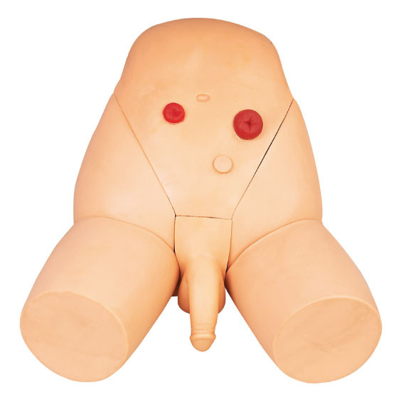 Manequim Urethral masculino avançado dos cuidados do simulador do cateterismo do OEM para treinar