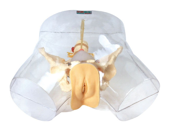 Manequim transparente dos cuidados, modelo médico do simulador Urethral fêmea do cateterismo