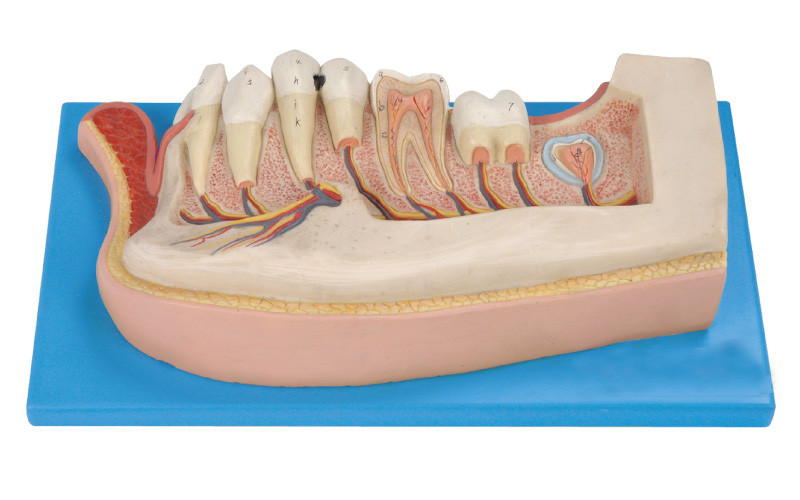 Os dentes humanos modelam, 21 posições são indicados dos dentes permanentes mandibulares sobre a criança