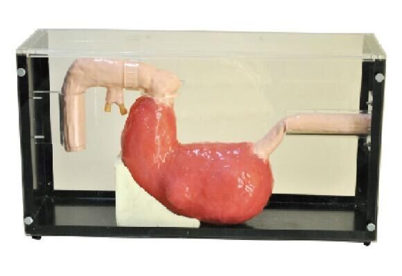Tolere Gastroscope, ferramenta clínica da educação da simulação de ERCP com garantia de 1 ano