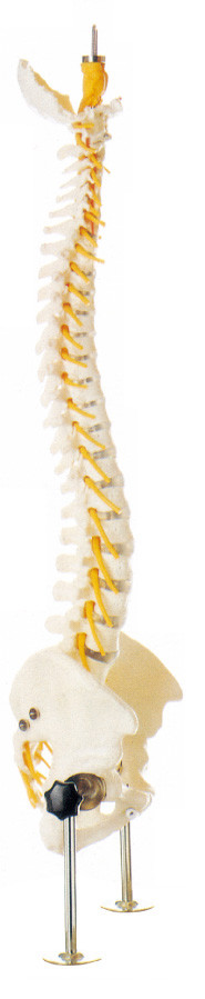 Modelo humano realístico da anatomia da coluna vertebral para o treinamento médico