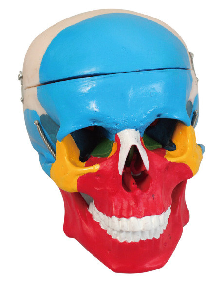 O modelo humano 2 da anatomia da separação colorida do crânio parte a boneca do treinamento