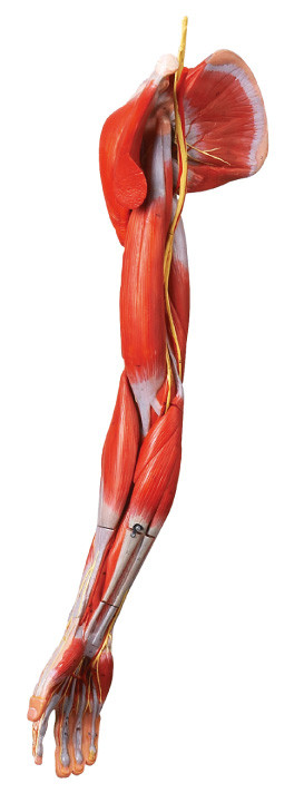 Os músculos da anatomia humana do braço modelam com embarcações e os nervos principais