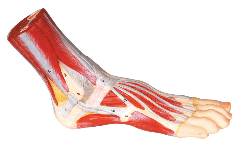 Cor pintado à mão modelo humana da anatomia do pé para o treinamento médico