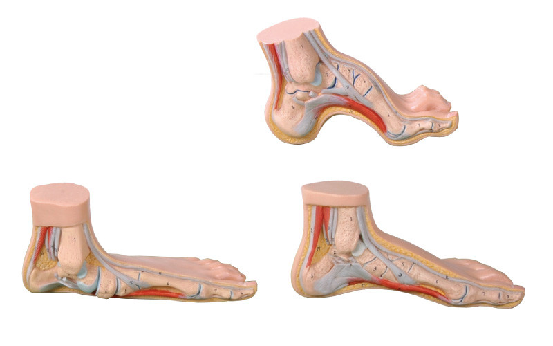 Normal, liso, arqueado vida humana do modelo da anatomia do pé - faça sob medida a ferramenta médica