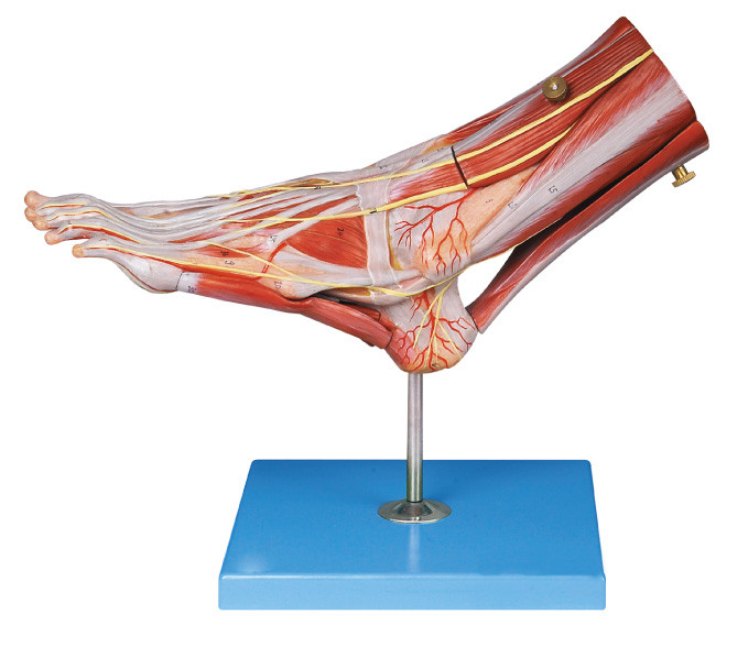 Os músculos da anatomia humana do pé modelam com embarcações principais e os nervos para a estrutura da anatomia demonstram