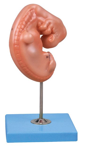 o modelo humano da anatomia do embrião velho de 4 semanas montou em um suporte