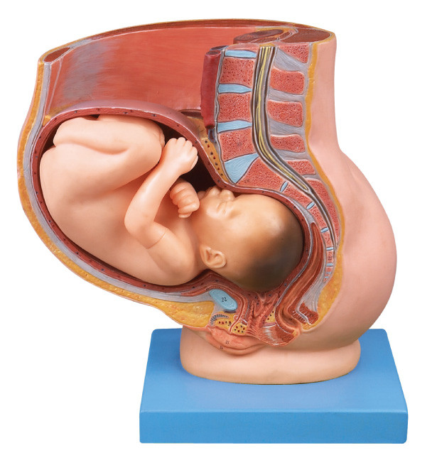 Pelve com o útero no modelo humano da anatomia da nona gravidez do mês para a educação médica