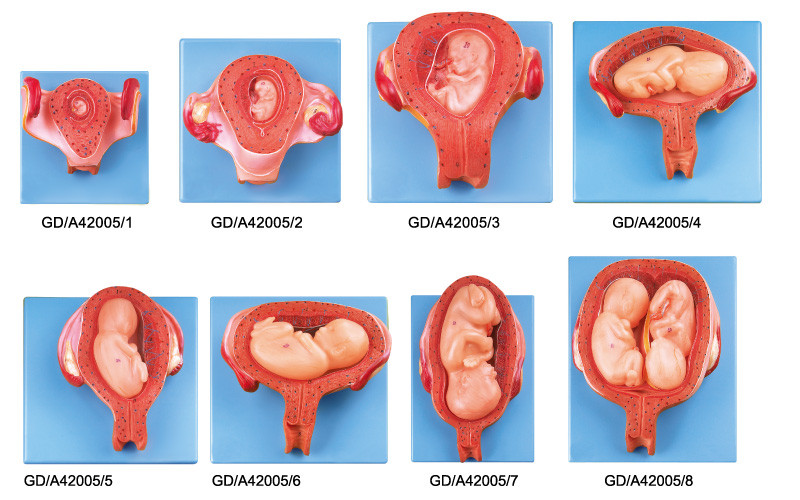 8 porções do modelo humano da anatomia do desenvolvimento embrionário de primeiramente à sétima gravidez do mês