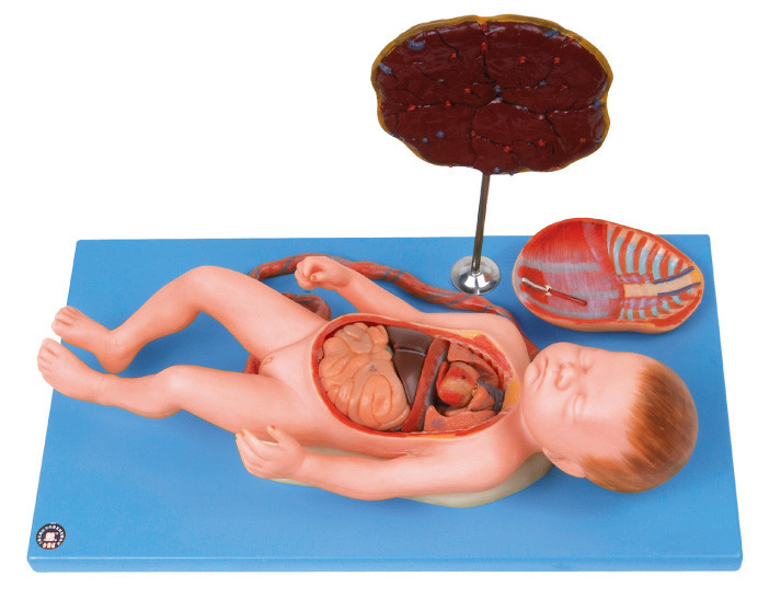Feto humano do modelo da anatomia com viscus e placenta, cabo de cordão umbilical, órgãos internos