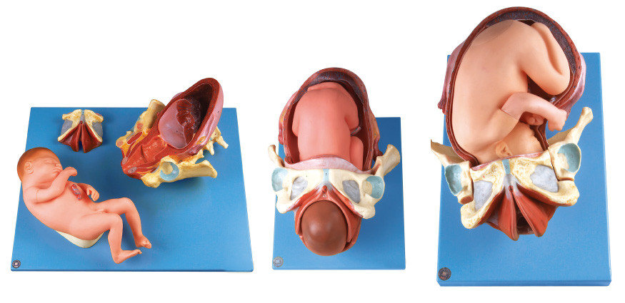 O modelo do parto de Demenstration/modelo humano da anatomia mostra o procedimento da entrega