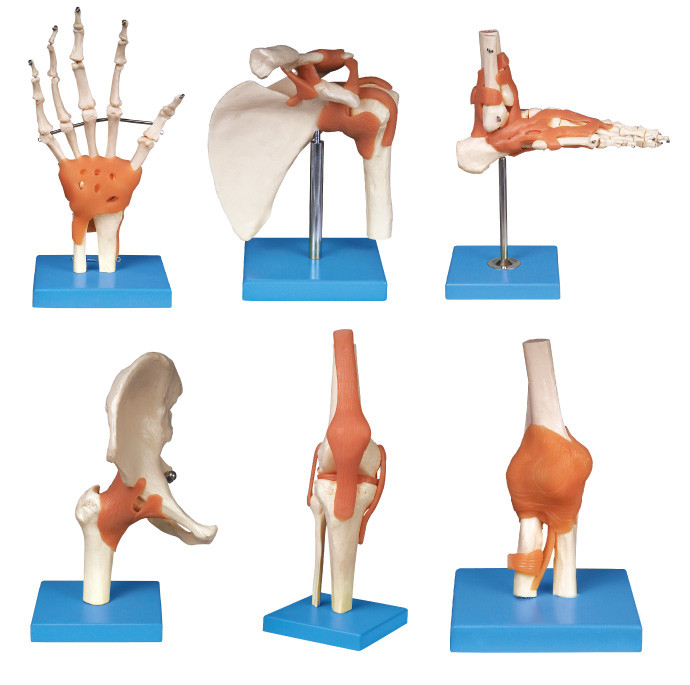 Ferramenta humana comum da educação do modelo da anatomia da série (ombro, cotovelo, quadril, joelho, mão, pé)