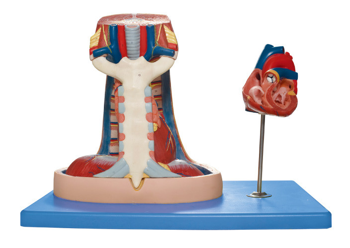 Modelo humano modelo da anatomia do Mediastinum (esterno, thymus, mediastinum) para o treinamento médico