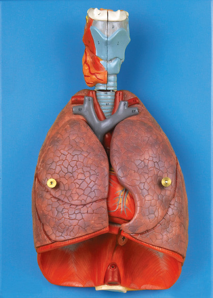 Órgãos internos laringe, coração, ferramenta humana da educação do modelo da anatomia do pulmão
