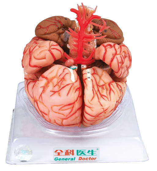 Modelo do cérebro com as artérias cerebrais para a formação das Faculdades de Medicina