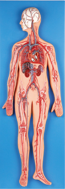 O modelo da anatomia do sistema circulatório introduz artérias principais e veia-as