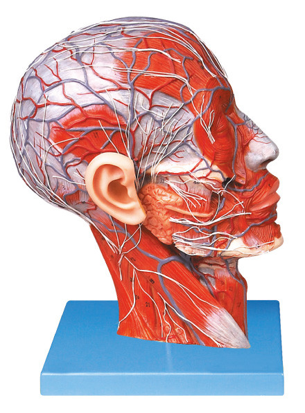 Meia cabeça avançada do PVC com embarcações e modelo humano da anatomia do nervo para a formação das escolas