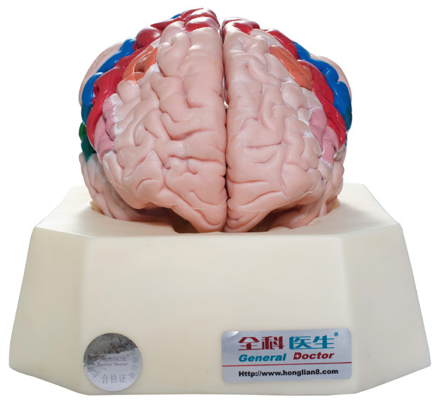Zonas funcionais do modelo humano para hospitais, formação da anatomia do córtice cerebral das escolas