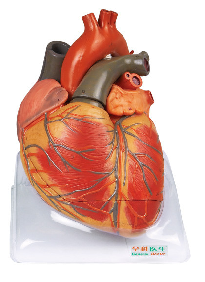 Modelo humano da anatomia do grande modelo adulto do coração do tamanho para o treinamento de nutrição do shool