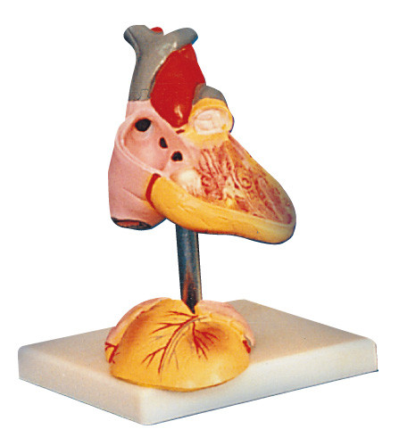 Posições humanas do modelo 25 da anatomia do coração da criança indicadas para o treinamento médico