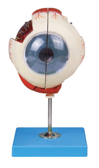 Duas porções eyeball a estrutura do olho da demonstração do modelo do olho da anatomia