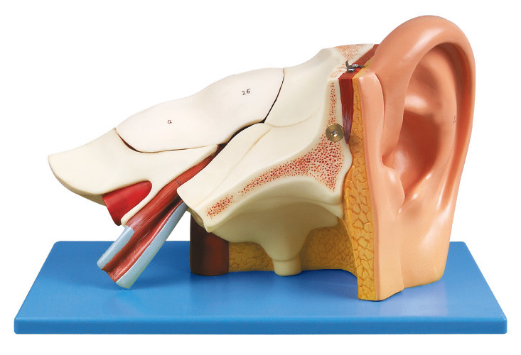 Modelo humano da anatomia da orelha de três vezes com paridades removíveis para o treinamento do shool