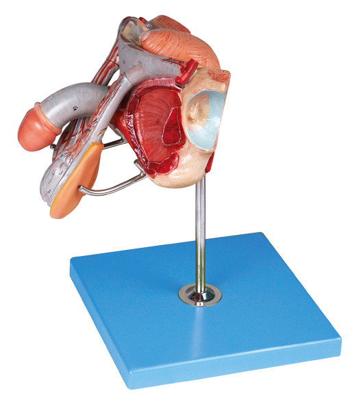 Modelo de estrutura masculino dos órgãos genitais para a formação das faculdades médicas