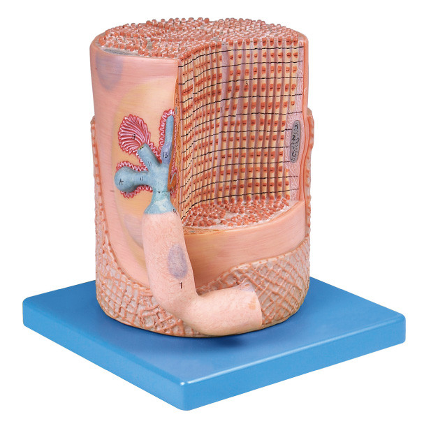 Fibra de músculo esqueletal do sistema nervoso com modelo humano da anatomia da placa terminal do motor para a educação médica