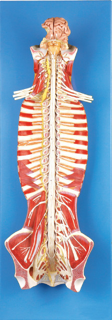 Medula espinal na boneca humana do treinamento do modelo da anatomia do canal espinal