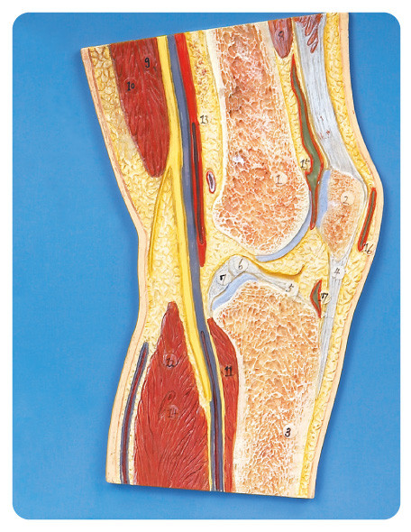 Boneca humana da educação do modelo da anatomia da seção da articulação do joelho para a escola, hospital