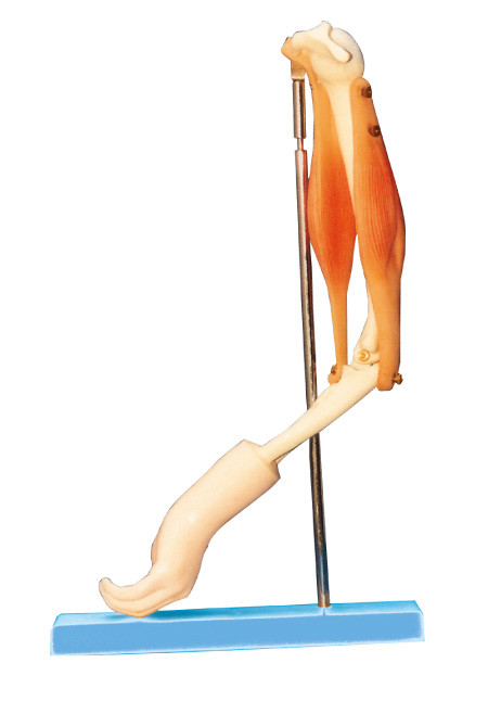 Junção de cotovelo com modelo funcional do músculo do braço, modelo humano da anatomia para treinar