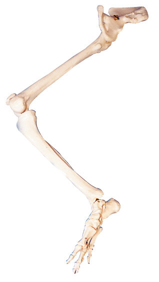 Abaixe a boneca humana da educação do modelo do torso da anatomia do osso anca dos ossos do PVC do membro