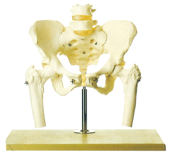 Pelve com espinha lombar e stander modelo de esqueleto humano principal femoral