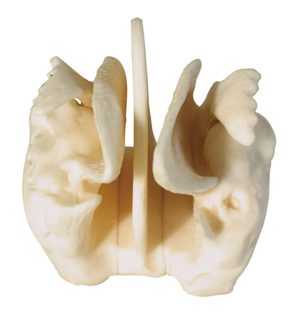 Modelo humano amplificado da anatomia do osso Ethmoid para o treinamento center médico
